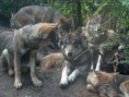 /album/fotogallerij/a1-wolf-9-jpg/